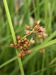 Attēlu rezultāti vaicājumam “Juncus filiformis”