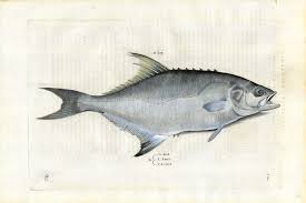 Image result for Lichia amia