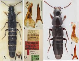 Attēlu rezultāti vaicājumam “Quedius dilatatus”