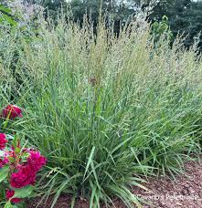 Attēlu rezultāti vaicājumam “Calamagrostis canescens fruit”