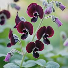 Image result for Lathyrus odoratus