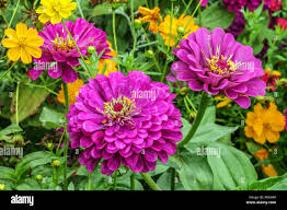 Image result for Zinnia violacea