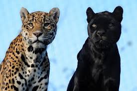 Afbeeldingsresultaat voor panters
