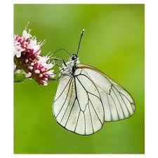 Attēlu rezultāti vaicājumam “Aporia crataegi pupa”