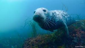 Image result for Wyndley Seals Snorkelling Club