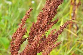 Attēlu rezultāti vaicājumam “Rumex confertus”