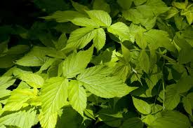 Attēlu rezultāti vaicājumam “Rubus idaeus leaf”