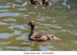 Attēlu rezultāti vaicājumam “Aythya fuligula female”