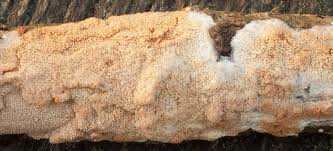 Attēlu rezultāti vaicājumam “Phlebia rufa”