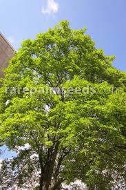 Attēlu rezultāti vaicājumam “Acer pseudoplatanus”