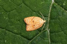 Attēlu rezultāti vaicājumam “Acleris forsskaleana”