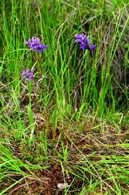 Attēlu rezultāti vaicājumam “Dactylorhiza traunsteineri”