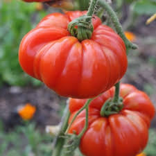 Afbeeldingsresultaat voor marmande jaune tomato