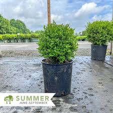 Attēlu rezultāti vaicājumam “Buxus sempervirens”