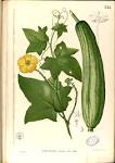 File:<b>Luffa</b> aegyptiaca