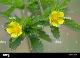 Attēlu rezultāti vaicājumam “Potentilla norvegica flower”