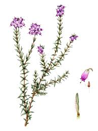 Attēlu rezultāti vaicājumam “Erica tetralix leaf”