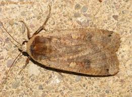 Attēlu rezultāti vaicājumam “Noctua pronuba”