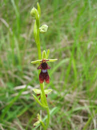 Attēlu rezultāti vaicājumam “Ophrys insectifera leaf”