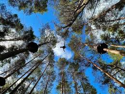 Image result for Go Ape! Thetford