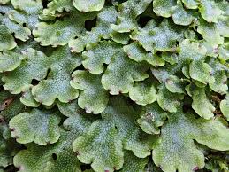 Attēlu rezultāti vaicājumam “Conocephalum conicum”