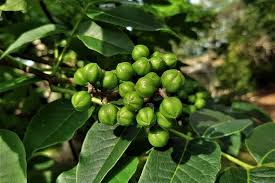 Attēlu rezultāti vaicājumam “Phellodendron amurense fruit”
