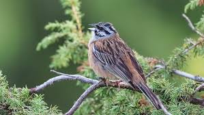 Image result for Emberiza cia