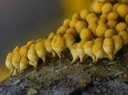 Attēlu rezultāti vaicājumam “Arcyria globosa spores”