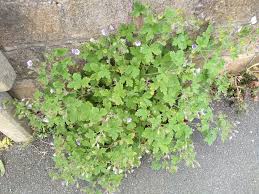 Attēlu rezultāti vaicājumam “Geranium bohemicum”