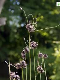 Attēlu rezultāti vaicājumam “Allium scorodoprasum leaf”