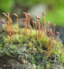 Attēlu rezultāti vaicājumam “Dicranella staphylina”