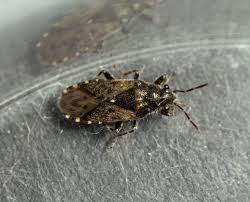 Attēlu rezultāti vaicājumam “Acalypta carinata”