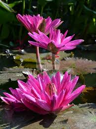 Attēlu rezultāti vaicājumam “Nymphaea candida leaf”