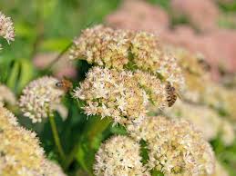 Attēlu rezultāti vaicājumam “Hylotelephium telephium flower”