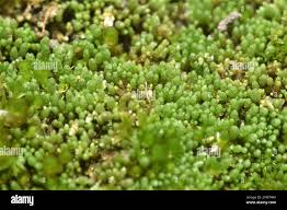Attēlu rezultāti vaicājumam “Bryum caespiticium”