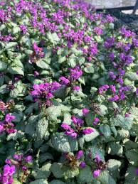 Attēlu rezultāti vaicājumam “Lamium”