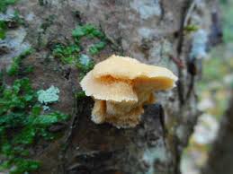 Attēlu rezultāti vaicājumam “Antrodiella serpula”