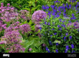 Attēlu rezultāti vaicājumam “Veronica austriaca subsp. teucrium leaf”