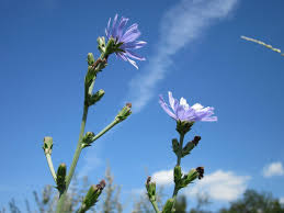 Attēlu rezultāti vaicājumam “Cichorium intybus flower”