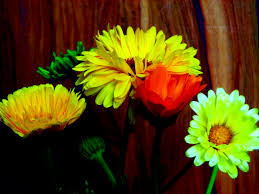 Attēlu rezultāti vaicājumam “Calendula officinalis”