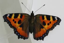 Attēlu rezultāti vaicājumam “Aglais urticae”