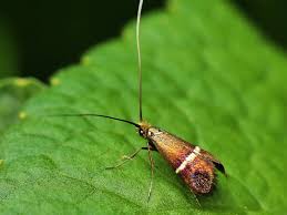 Attēlu rezultāti vaicājumam “Adelidae”