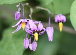 Attēlu rezultāti vaicājumam “Solanum dulcamara flower”