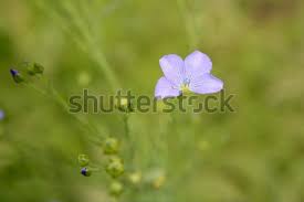 Attēlu rezultāti vaicājumam “Linaceae”