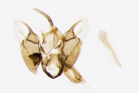 Attēlu rezultāti vaicājumam “Epermenia falciformis”