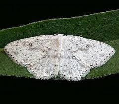 Attēlu rezultāti vaicājumam “Cyclophora pendularia”