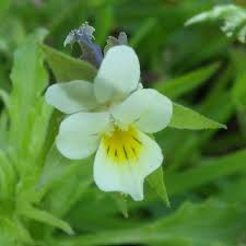 Attēlu rezultāti vaicājumam “Viola arvensis bud”