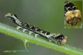 Attēlu rezultāti vaicājumam “Thyatira batis larva”