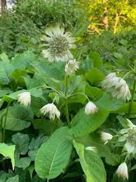 Attēlu rezultāti vaicājumam “Astrantia major leaf”