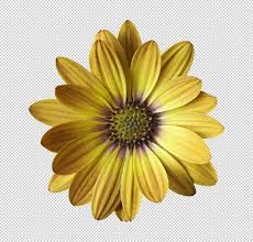 Image result for Dimorphotheca sinuata